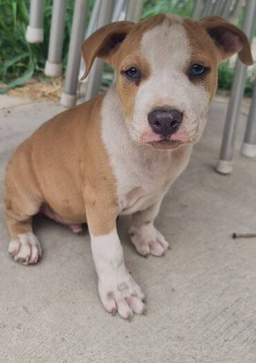 Psi: Američki Stafordski terijer, plavi štenci Na prodaju dva muška šteneta — 4