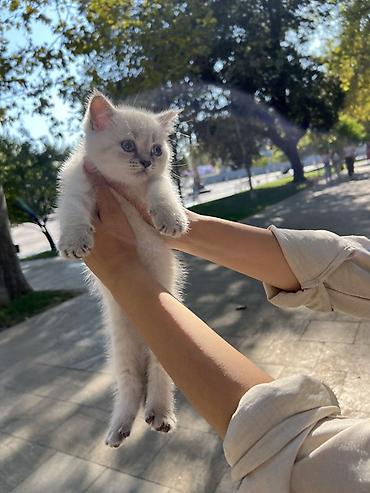 maine coon qiymeti: Britan, Dişi, Yaxşı əllərə, Ünvandan götürmə, Pulsuz çatdırılma — 1