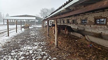 Скотники: Требуется Скотник, Оплата: Ежемесячно — 3