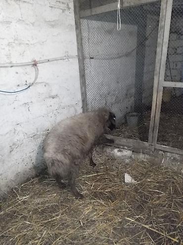 Qoyunlar, qoçlar: Sağlamdı 2ci qarına qoça gəlib. Ünvan Novxanı — 2