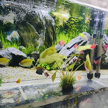 akvarium xırda balığı: Şüşə akvarium .13.14 litr 17 eded GLOFİSH balığı 2 dekor bezekli — 6