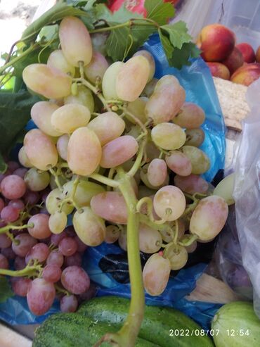 куплю саженцы винограда: Семена и саженцы Самовывоз