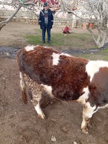 Dana, buzov: 11 aylıq əkəy dana 150 kilo əti var damazlıq yarayır ətdiyə də — 11