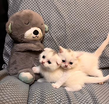 Кошки: Шотландская, Самка, В добрые руки, Самовывоз — 6