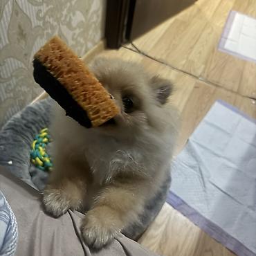 Продажа собак: Шпиц, 7 месяцев, Самка, С прививкой — 18