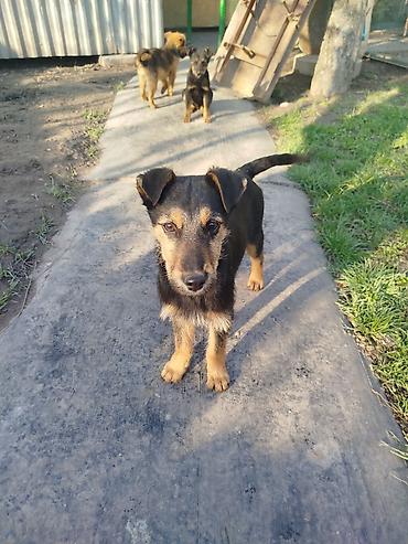Отдам даром собаку: Щенки среднего типа,метисы,4 месяца, жёсткошёрстные, окрас — 1