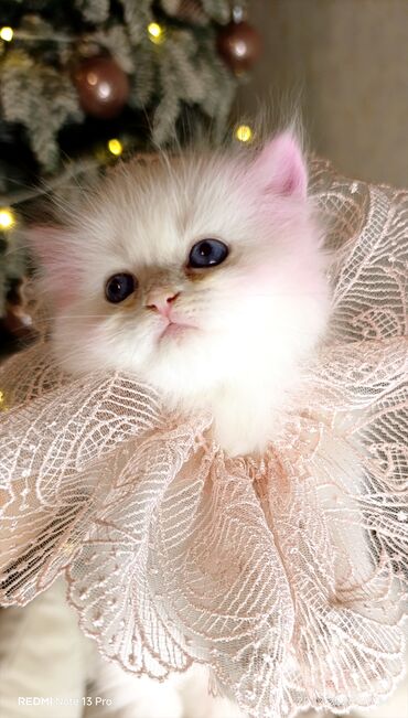 Xaltalar, qayışlar və tasmalar: 3 dişi öz pişiyimin balasıdır makler deiləm — 10