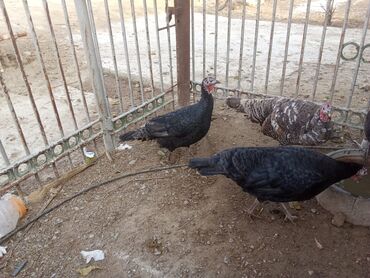 Hinduşka: Hind quşları – qara və boz rəngli - Şəkillərdə görünən sağlam hind -da lalafo.az — 1 Hinduşka: Hind quşları – qara və boz rəngli - Şəkillərdə görünən sağlam hind — 1