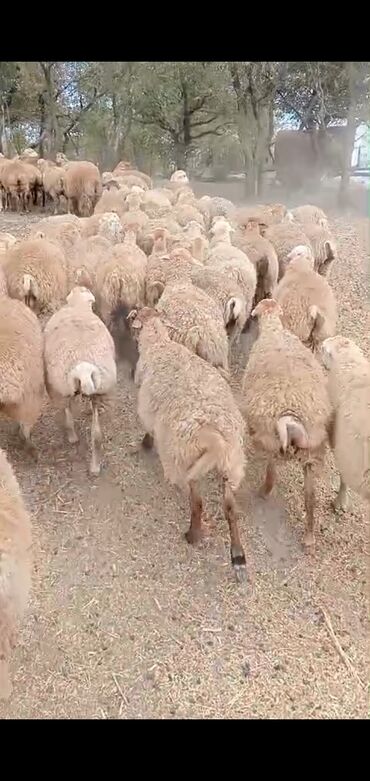 İsmayıllı rayonunda 60 baş quzu təcili olaraq satılır, real alıcılar