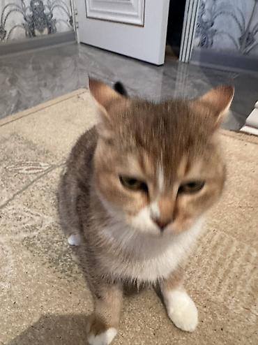 Pişiklər: Britan — 2