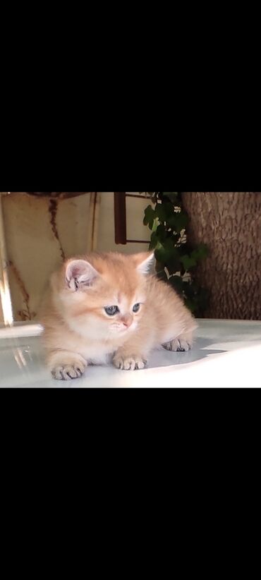british cat: Золотая британская шиншилла

Девочка родилась 24 апрел