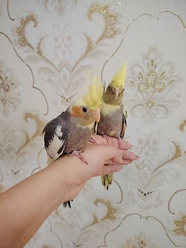 qus qefes: Korela balalari satilir ele öyrəşdirilmiş balalardi 2 ayliqdilar — 3