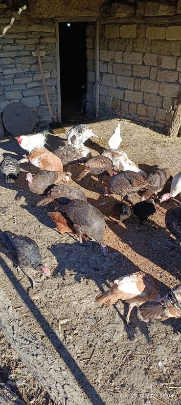 Hinduşka: Məhsul: Hind quşları (qarışıq rəngli sürü) Təsvir: - Təbii şəraitdə — 2