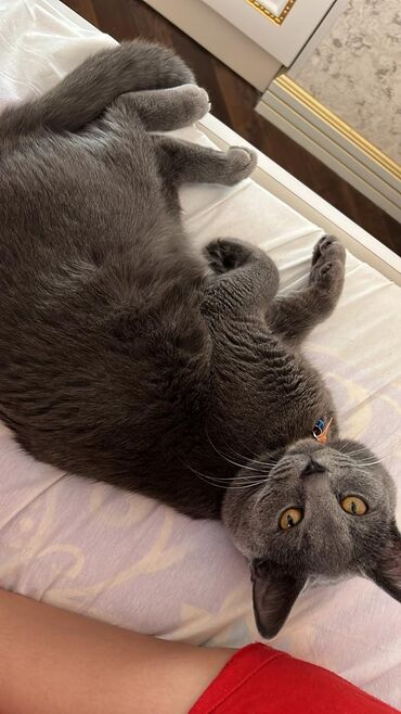 Pişiklər: Britan, Erkək — 9