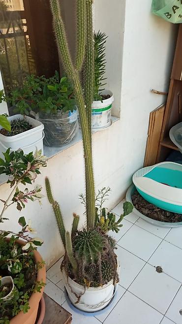 kala gulu haqqinda: İki fərqli kaktus biryerdə satılır. Ağ çiçəkli kaktus (Echinopsis) - — 3