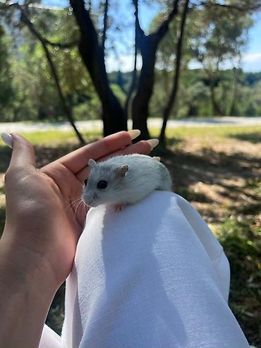 Cırtdan hamster – yumşaq ağ-boz tüklü, qara parlaq gözlü, kiçik