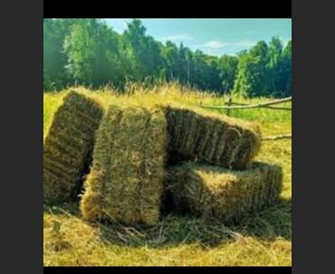 объявления о найденных животных: Беде пресс сатылат биринчи орум (кос). камыш чөп аралаш, пресс орточо