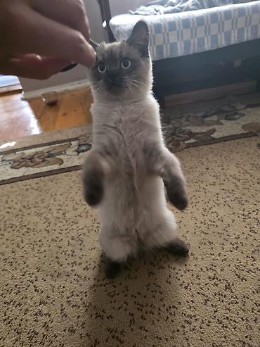 британская прямоухая кошка: Продам шотландского котёнка 🐱 Возраст: 5 месяцев. Окрас: блю поинт — 3