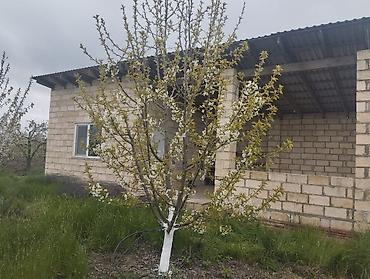 Torpaq sahələrinin satışı: 300 sot, Kupça (Çıxarış) — 12