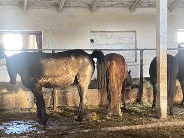 Лошади, кони: Продаю | Кобыла (самка) — 3