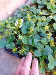 Şitillər: Murano çiyələk stilləri satılır .ilboyu məhsul dərmey olur .isdixana — 10