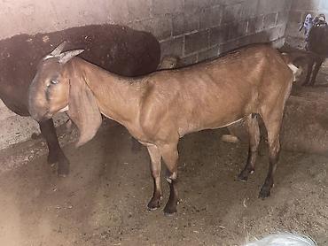Продаю | Коза (самка) | Нубийская | Для разведения at lalafo.kg — 5 Продаю | Коза (самка) | Нубийская | Для разведения — 5