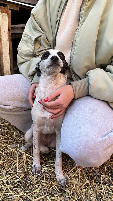 Отдам даром собаку: Собака даром: Дворняжка, 3 месяца, Самка, С прививкой — 10