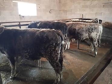 Коровы, быки: Продаю | Бык (самец) at lalafo.kg — 10 Коровы, быки: Продаю | Бык (самец) — 10