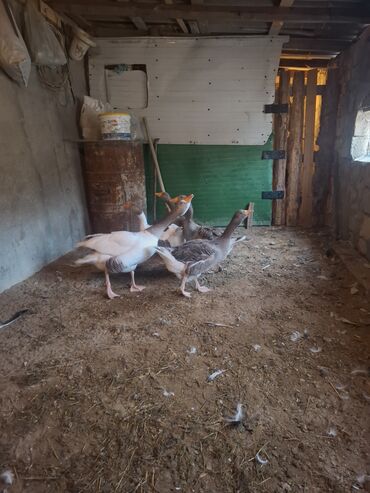 Qazlar: Yerli qaz alesi satlir 4 ana qaz 1 erkeg 6 dende balsi 1 ay olar bala — 4