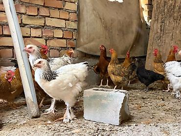 сумка для собак: Продаю | Куры | Брама, Кучинская | Для разведения — 7