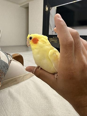 quşlar: Növbət: Sarı rəngli nimfa papuqayı (cockatiel) Xüsusiyyətlər: - Rəng — 1