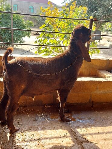 Keçi, çəpiş: 3üdə bir yerdə satılır, 1 erkəy 2 dişi marağlanan yaza bilər — 9