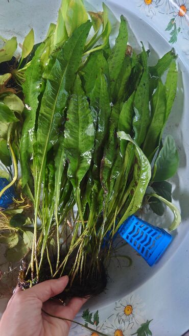 домики для хомяков купить: Продаются водоросли. цена от 250 до 700. всё за 2500. торг не уместен!