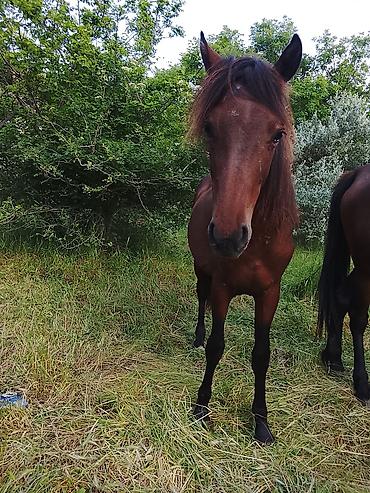 kiçik heyvanlar: Salam Erkey atdı 1 yaşı var anası atası hündür atdı sağlamdı at xızıda — 4