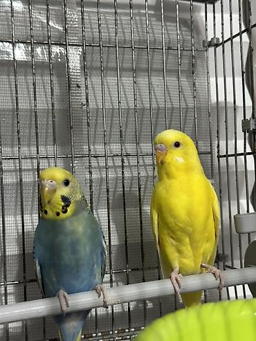 🐦 Продаются два волнистых попугайчика вместе с клеткой и всем at lalafo.kg 🐦 Продаются два волнистых попугайчика вместе с клеткой и всем