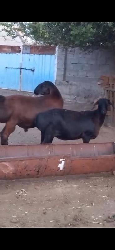 Qoyunlar, qoçlar: Cütü 450. AZN dişi boğazdır — 5