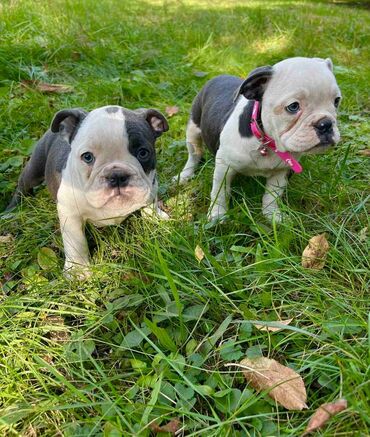 Psi: Odgajivacnica pasa "Happy Puppies" ima u ponudi prelepe stence — 1