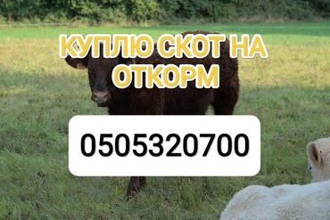 кыргыз довот ит: Куплю | Коровы, быки, Лошади, кони | На откорм, Откормленные, Самовывоз