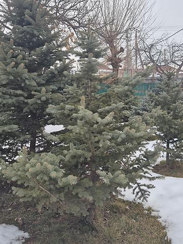 Ель: Ели для озеленения участка - Породные хвойные деревья с плотной — 7