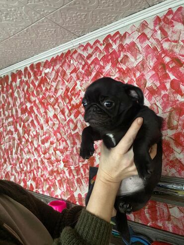 Продажа собак: Мопс, 5 месяцев, Самка, С родословной — 5