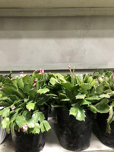 Другие комнатные растения: Комнатные растения в горшках — декоративные и фруктовые 1) Карликовый — 4