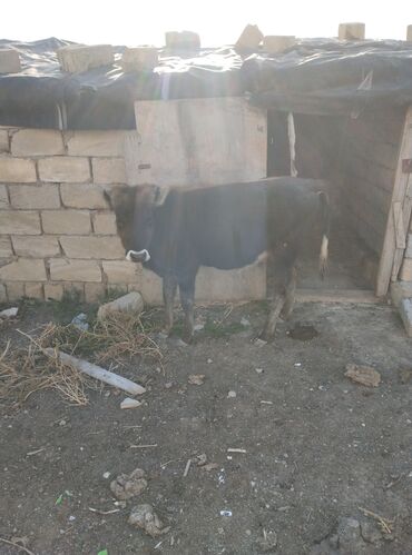 cücə və xoruz təmsil: Dişi, il: 1, Damazlıq