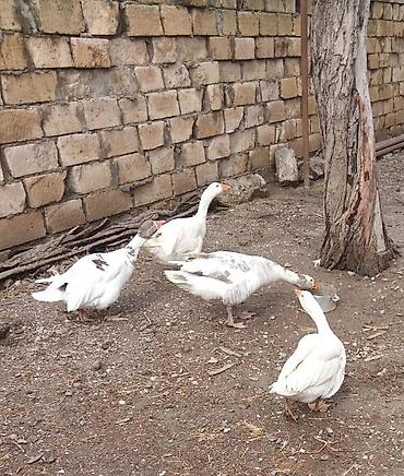 quru it yemi: Qazlar – yerli təsərrüfat üçün 3 dişi 1 erkek - Heyvan növü: qaz - — 1