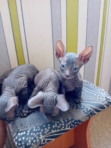 Коты: Продается котята мальчик и девочка данской сфинкс
