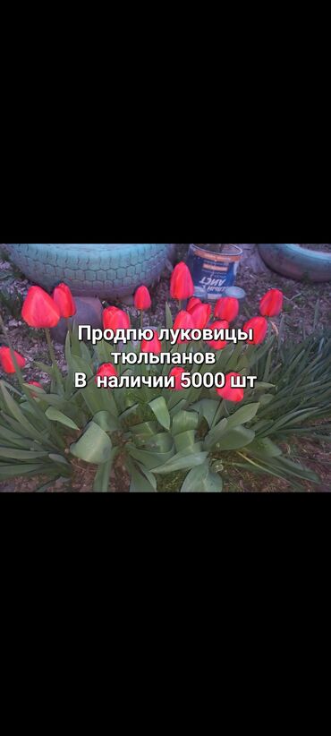 продажа дома в сумах: Уруктар жана көчөттөр Жоогазындар, Өзү алып кетүү, Акылуу жеткирүү