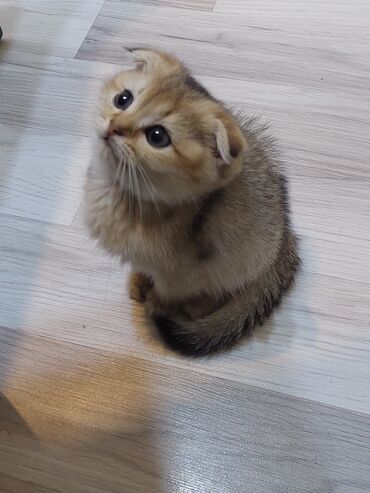 Pişiklər: Şotland, Erkək, Dişi, Yaxşı əllərə, Ünvandan götürmə — 8