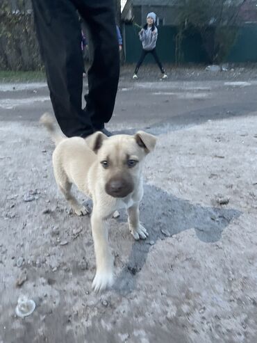 той терьер собака: Питбуль, 1 месяц, Самка, С родословной