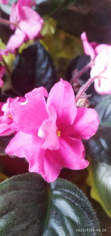 Фиалки и глоксинии: 🌱🌺🌱 Продаю сортовые ДЕТКИ,СТАРТЕРЫ стандартных, трейлерныхмини и — 15