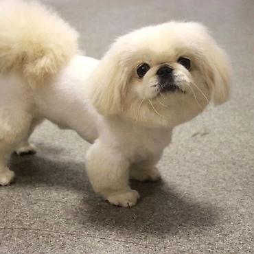 İtlər: Pudel, 6 ay, Dişi -da lalafo.az — 15 İtlər: Pudel, 6 ay, Dişi — 15