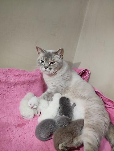 Pişiklər: Britan -da lalafo.az — 11 Pişiklər: Britan — 11